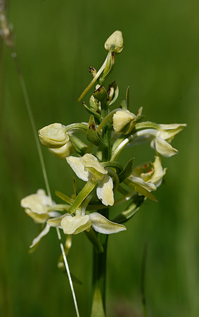 Greater Butterfly Orchid