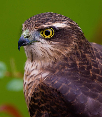 Sparrowhawk