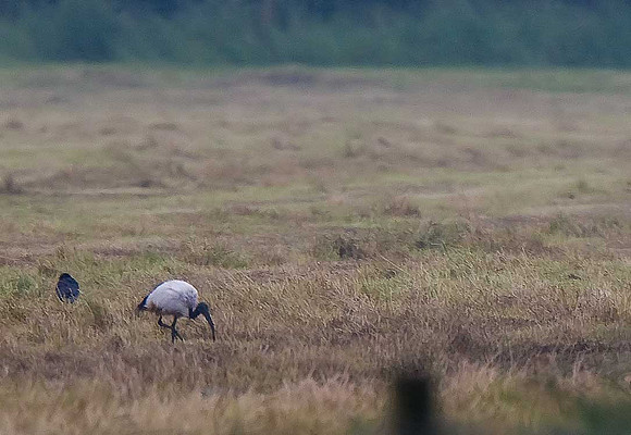 Sacred Ibis
