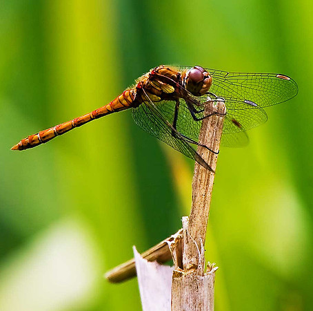Ruddy Darter