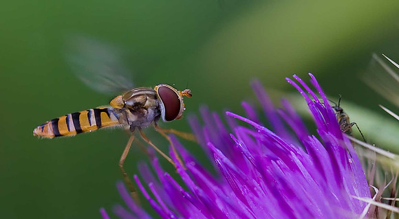 Hoverfly