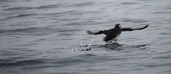 Puffin