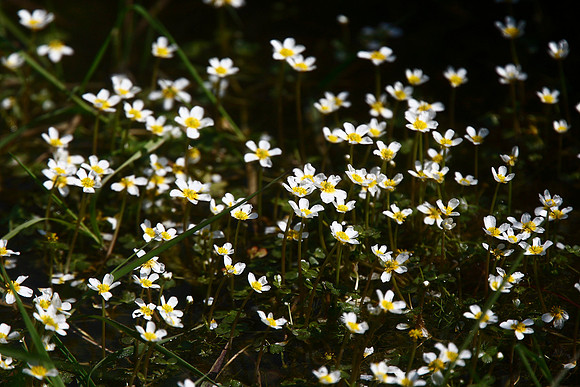 Water Crowfoot