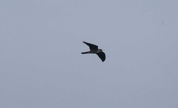 Red-footed Falcon