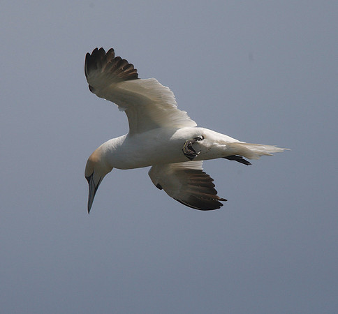Gannet