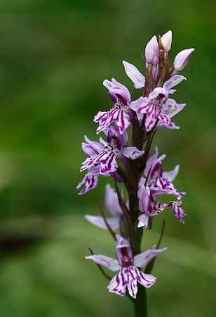 Common Spotted Orchid