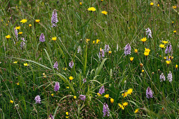 Common Spotted Orchid
