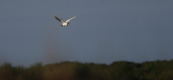 Barn Owl