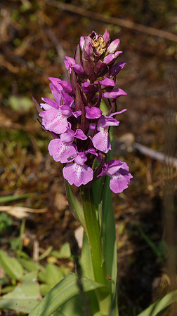 Southern Marsh Orchid