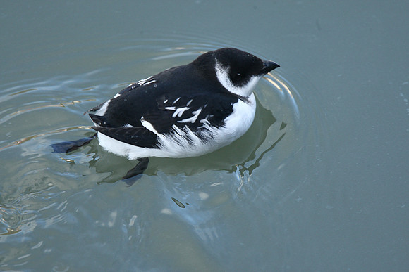Little Auk