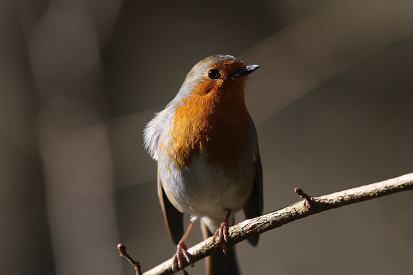 Robin