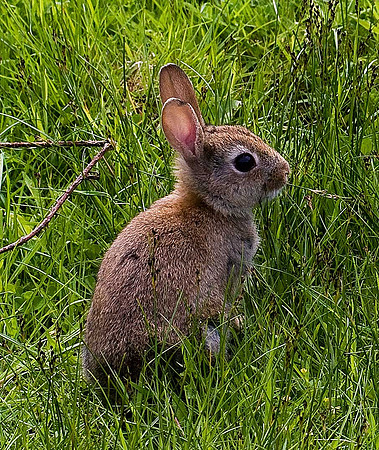 Rabbit