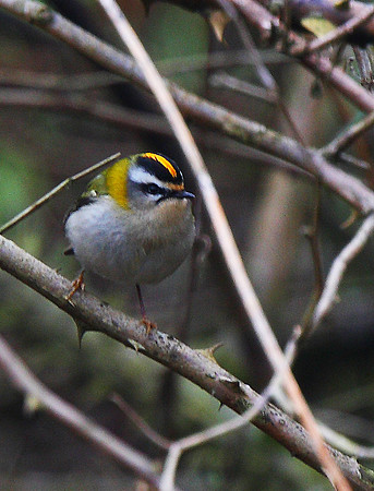 Firecrest