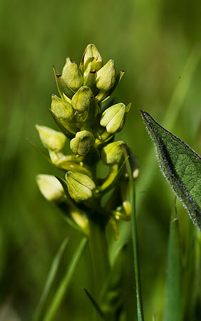 Greater Butterfly Orchid