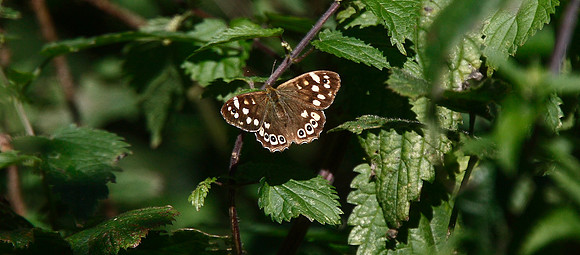 Speckled Wood