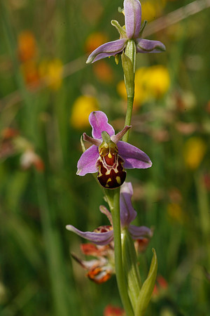 Bee Orchid