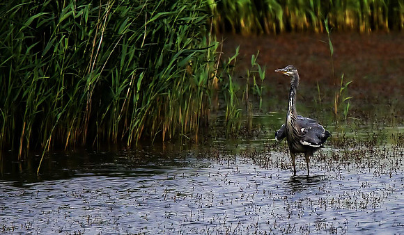 Heron