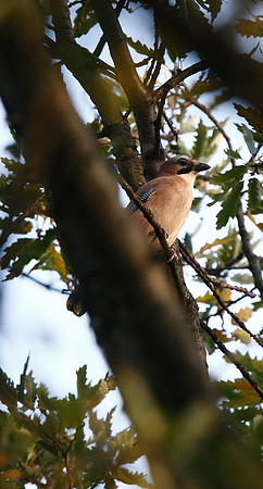Jay