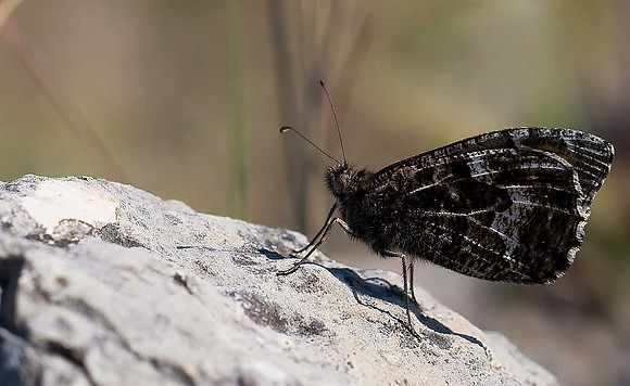 Grayling
