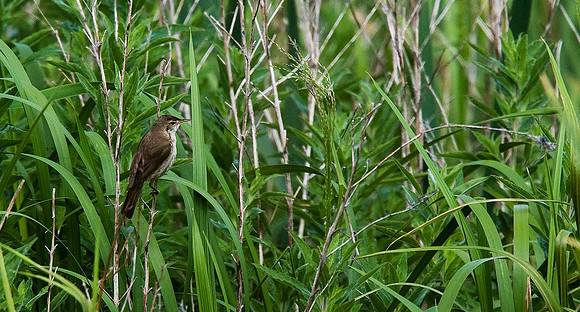 Reed Warbler