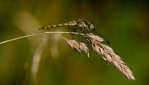 Common Darter?