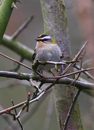 Firecrest