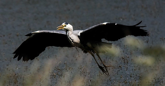 Heron