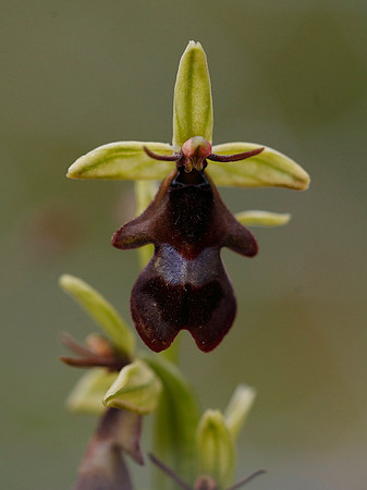 Fly Orchid
