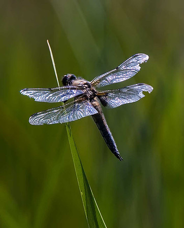 Four-spotted Chasers