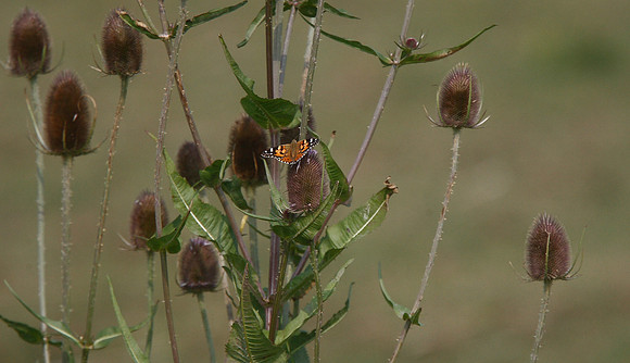 Painted Lady