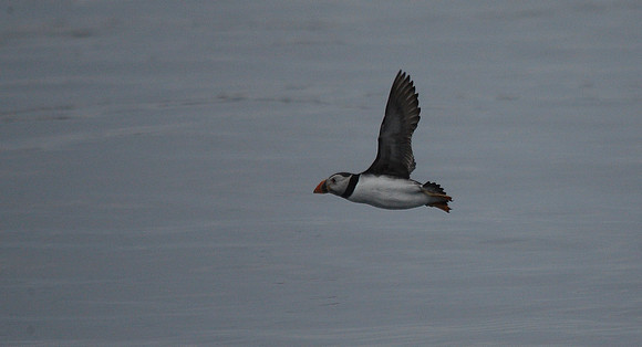 Puffin