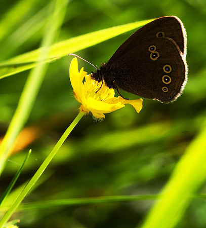 Ringlet
