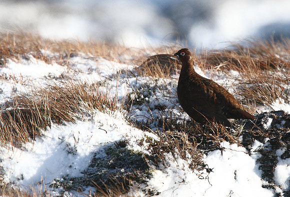 Red Grouse