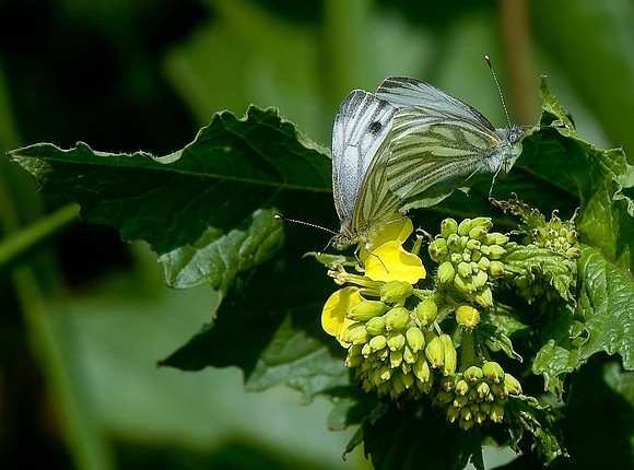 Green-veined Whites