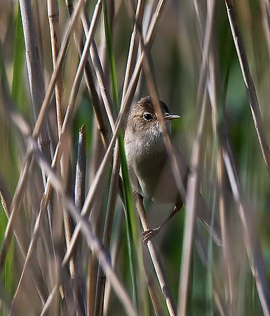 Reed Warbler
