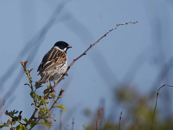 Reed Bunting