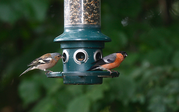 Bullfinch