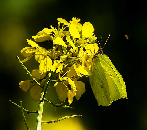 Brimstone