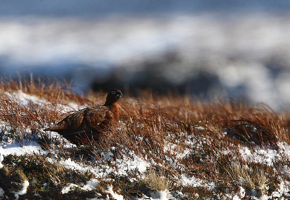 Red Grouse