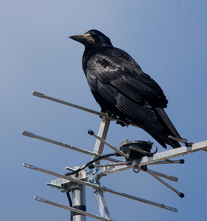 Rook