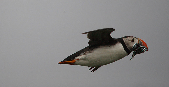 Puffin