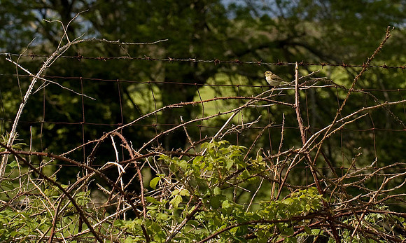 Willow Warbler