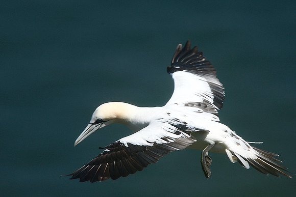 Gannet