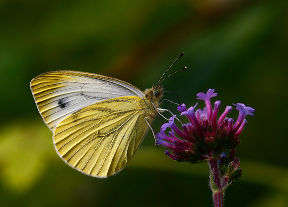 Green-veined white female