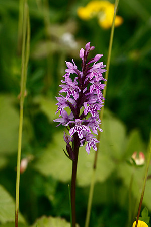 Common Spotted Orchid