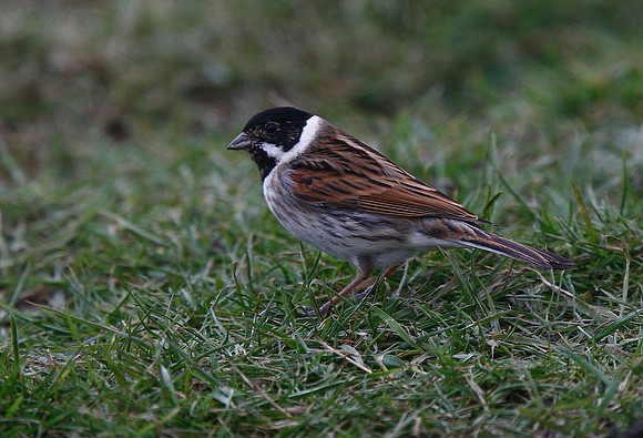 Reed Bunting