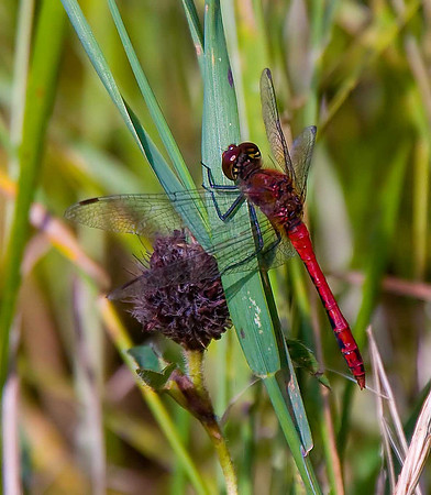 Ruddy Darter