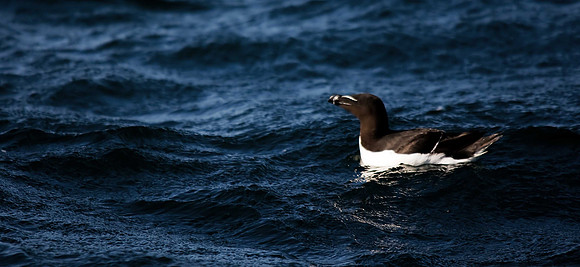 Razorbill