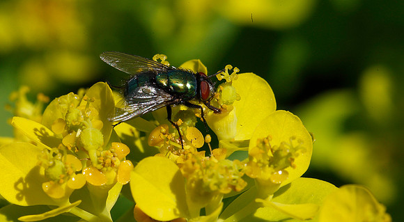 Greenbottle