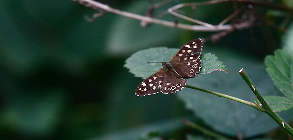 Speckled Wood